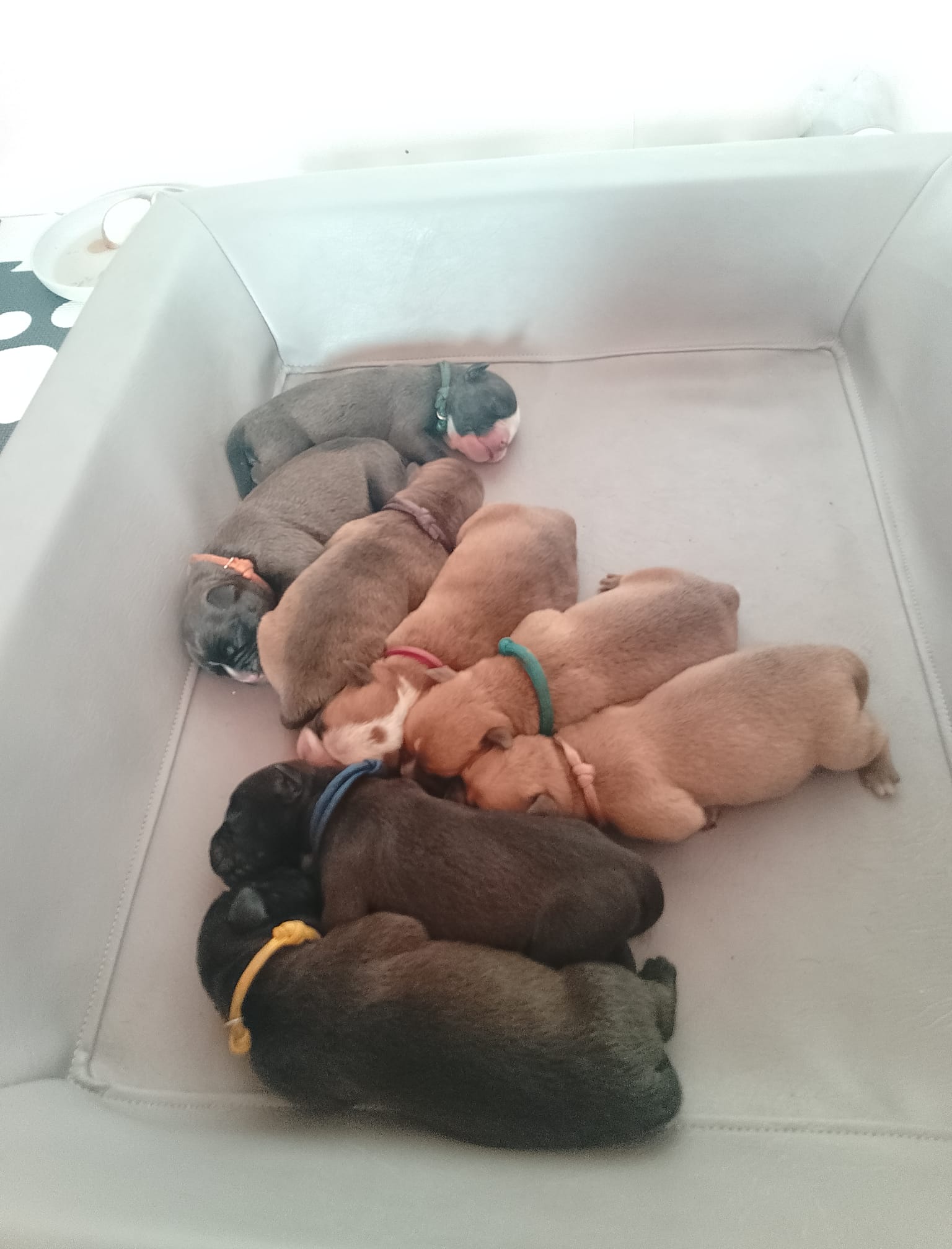 Vorstellung der Welpen des A-Wurfes