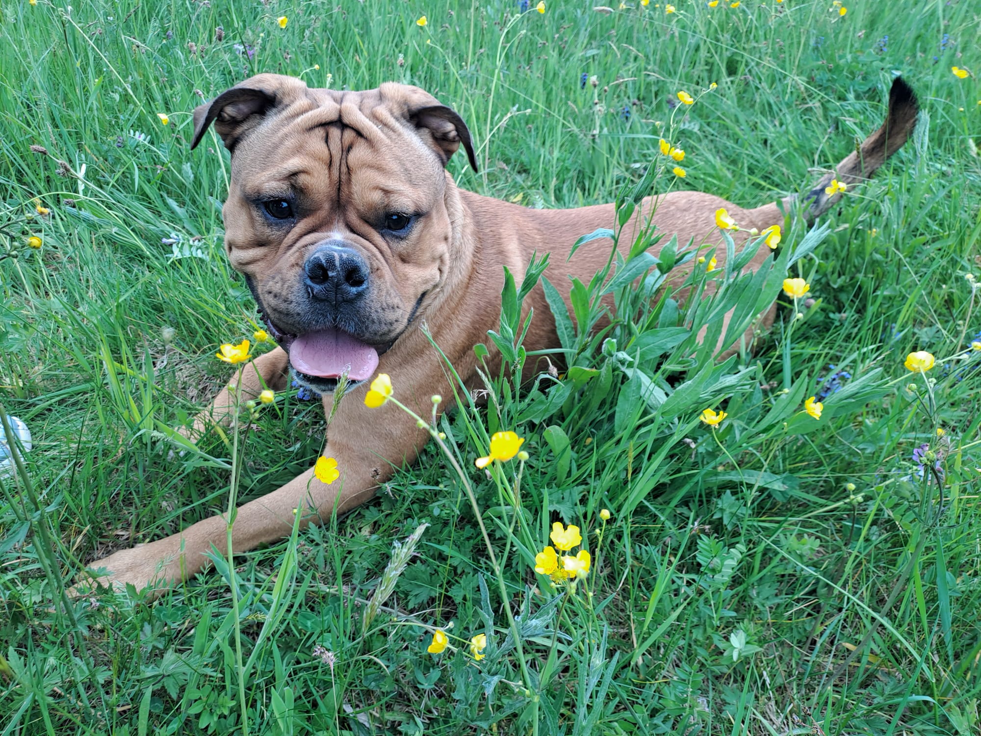 HaardtRock Conti´s Akiro aka Bruno sucht ein neues Zuhause