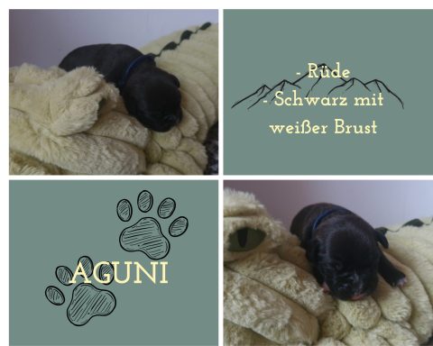 Aguni