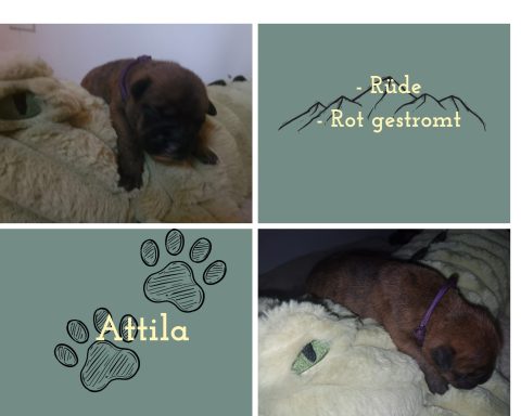 Attila