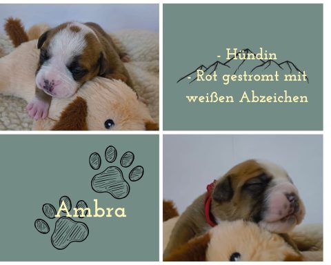 Ambra