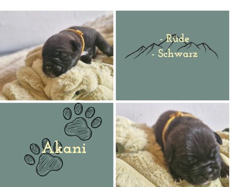 Akani