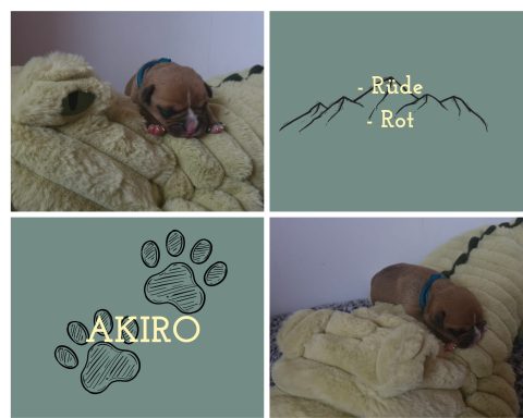 Akiro